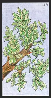 L'été - Carte n°24 de l'Oracle Gé