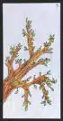 Le printemps - Carte n°3 de l'Oracle Gé