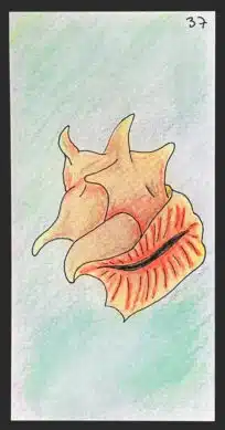 Le coquillage - Carte n°37 de l'Oracle Gé