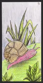 L'escargot - Carte n°9 de l'Oracle Gé